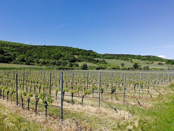 Vineyards in the Vienna Woods